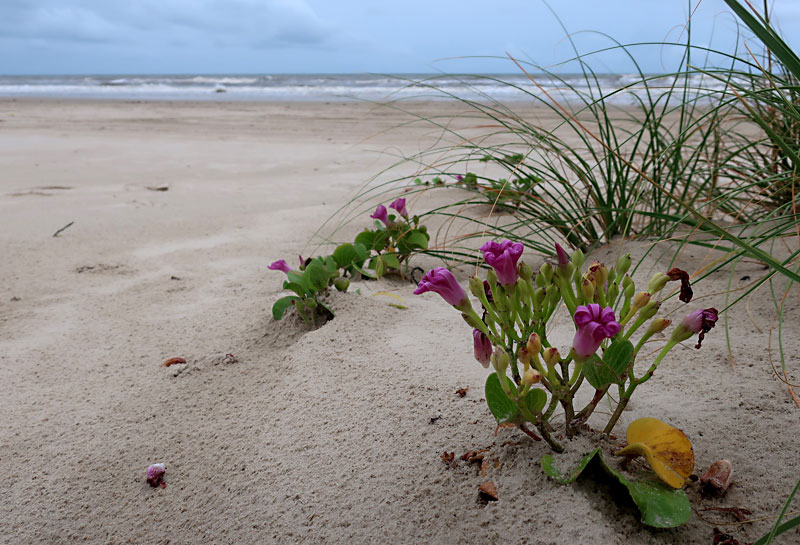 Matagord Beach